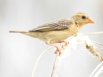 Asian Golden Weaver Bang Phra Non-Hunting area Sun, 4/4/2021