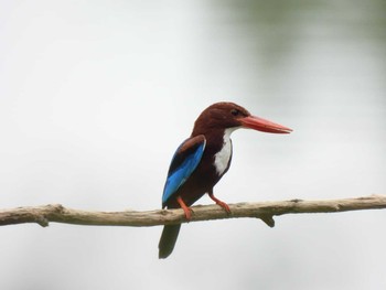 White-throated Kingfisher Bang Phra Non-Hunting area Sun, 4/4/2021