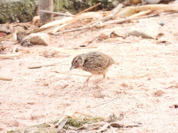 Indochinese Bush Lark Bang Phra Non-Hunting area Sun, 4/4/2021