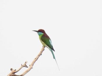 Blue-throated Bee-eater Bang Phra Non-Hunting area Sun, 4/4/2021