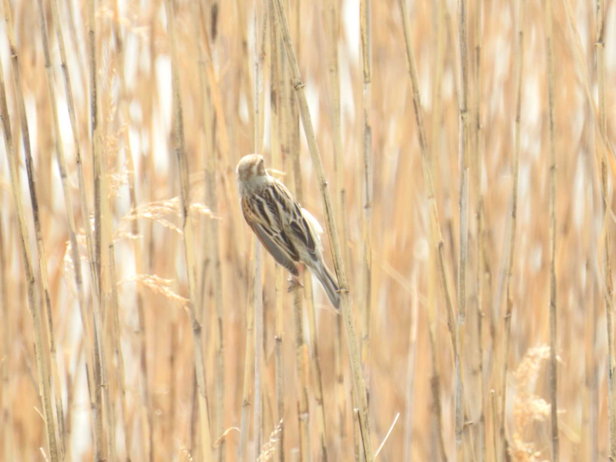 Common Reed Bunting