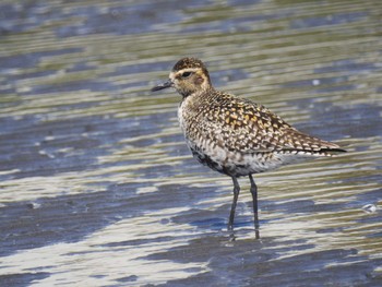 2021年4月3日(土) ふなばし三番瀬海浜公園の野鳥観察記録