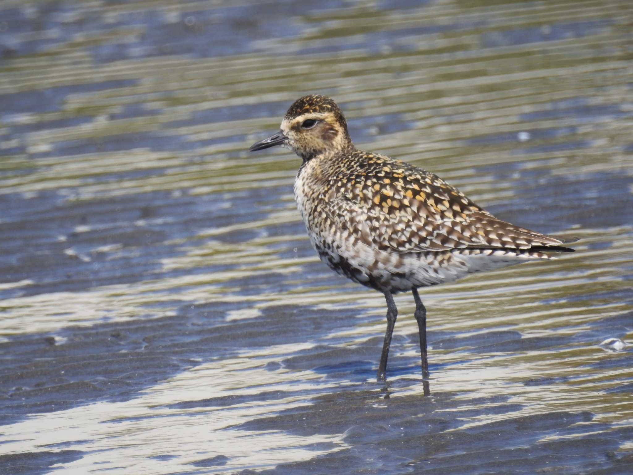 Pacific Golden Plover