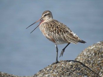 Sat, 4/3/2021 Birding report at Kasai Rinkai Park