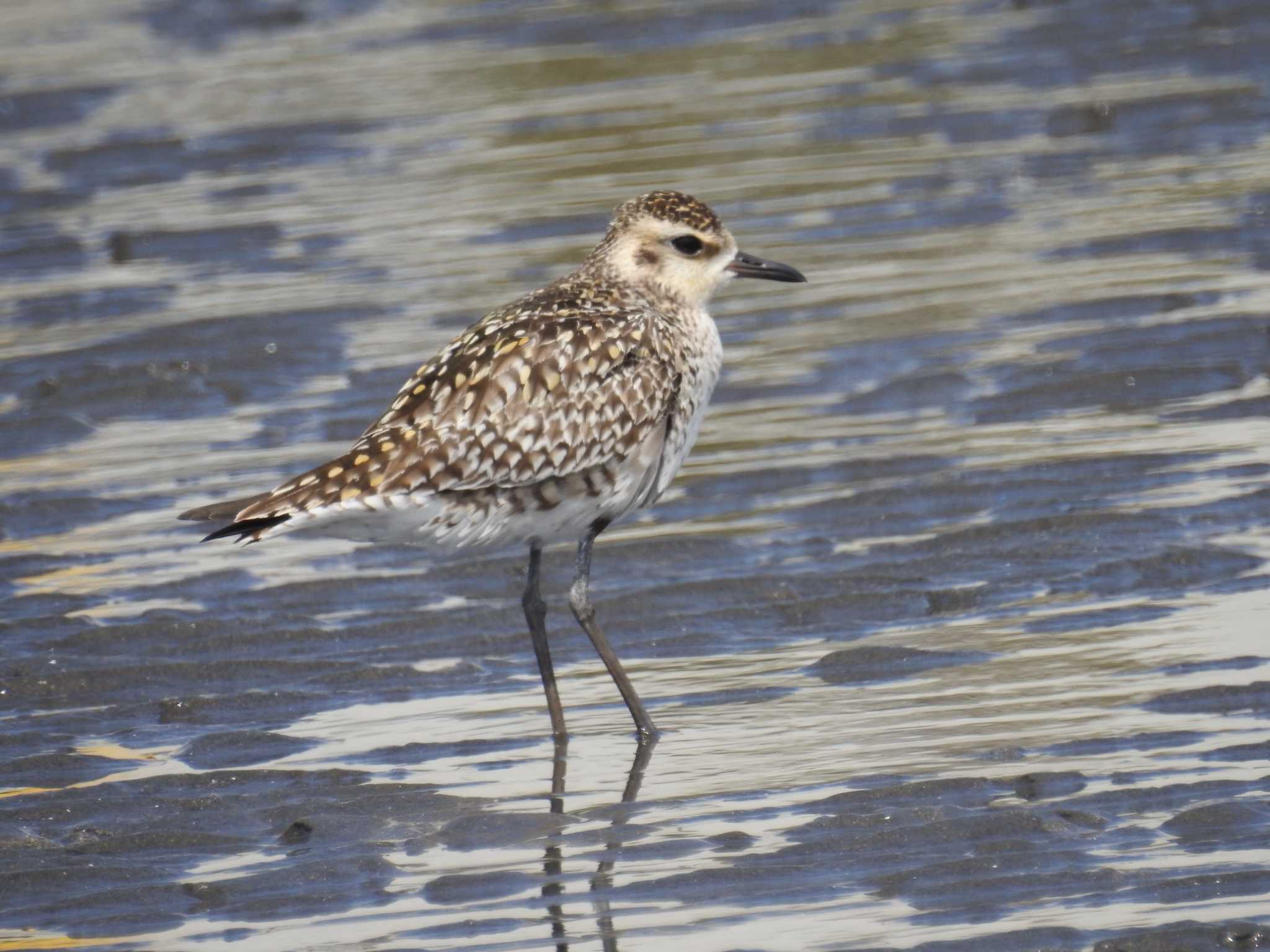 Pacific Golden Plover