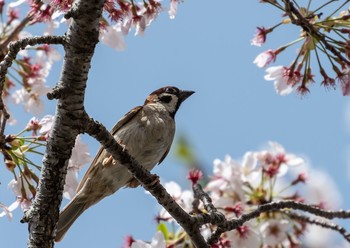 Eurasian Tree Sparrow 柏市 Wed, 3/31/2021