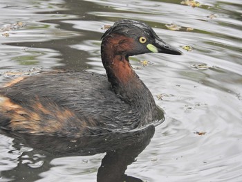 Little Grebe Shakujii Park Sun, 4/4/2021