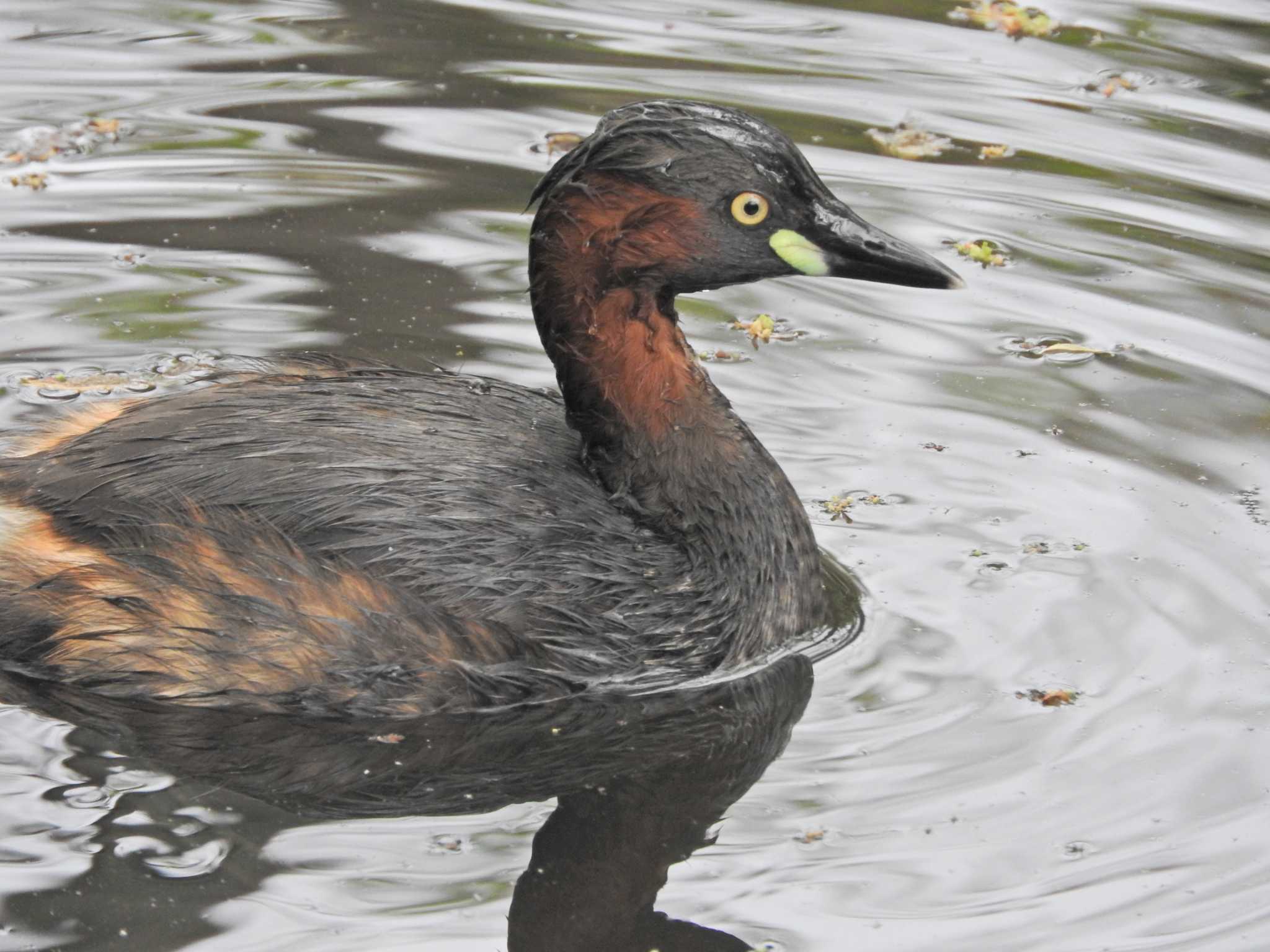 Little Grebe