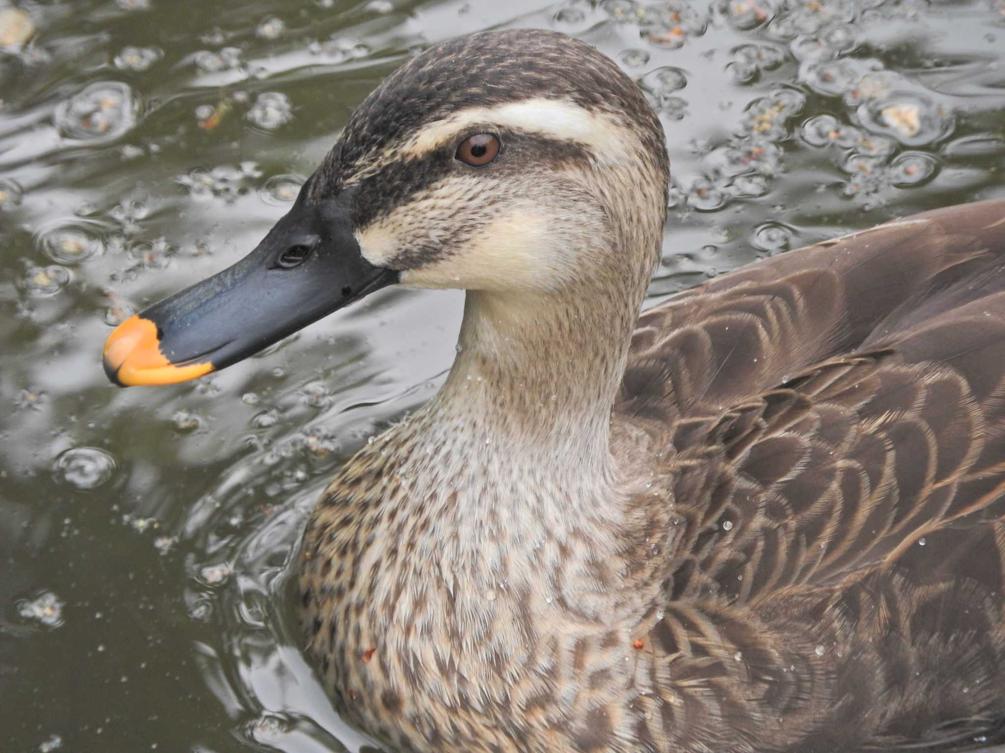 Eastern Spot-billed Duck