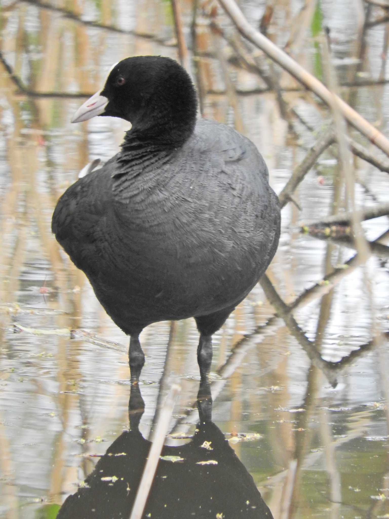 Photo of Eurasian Coot at Shakujii Park by chiba