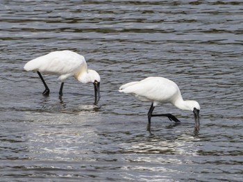 2021年4月3日(土) 葛西臨海公園の野鳥観察記録