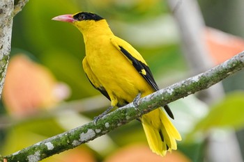 Black-naped Oriole Jurong Lake Gardens Sun, 4/4/2021