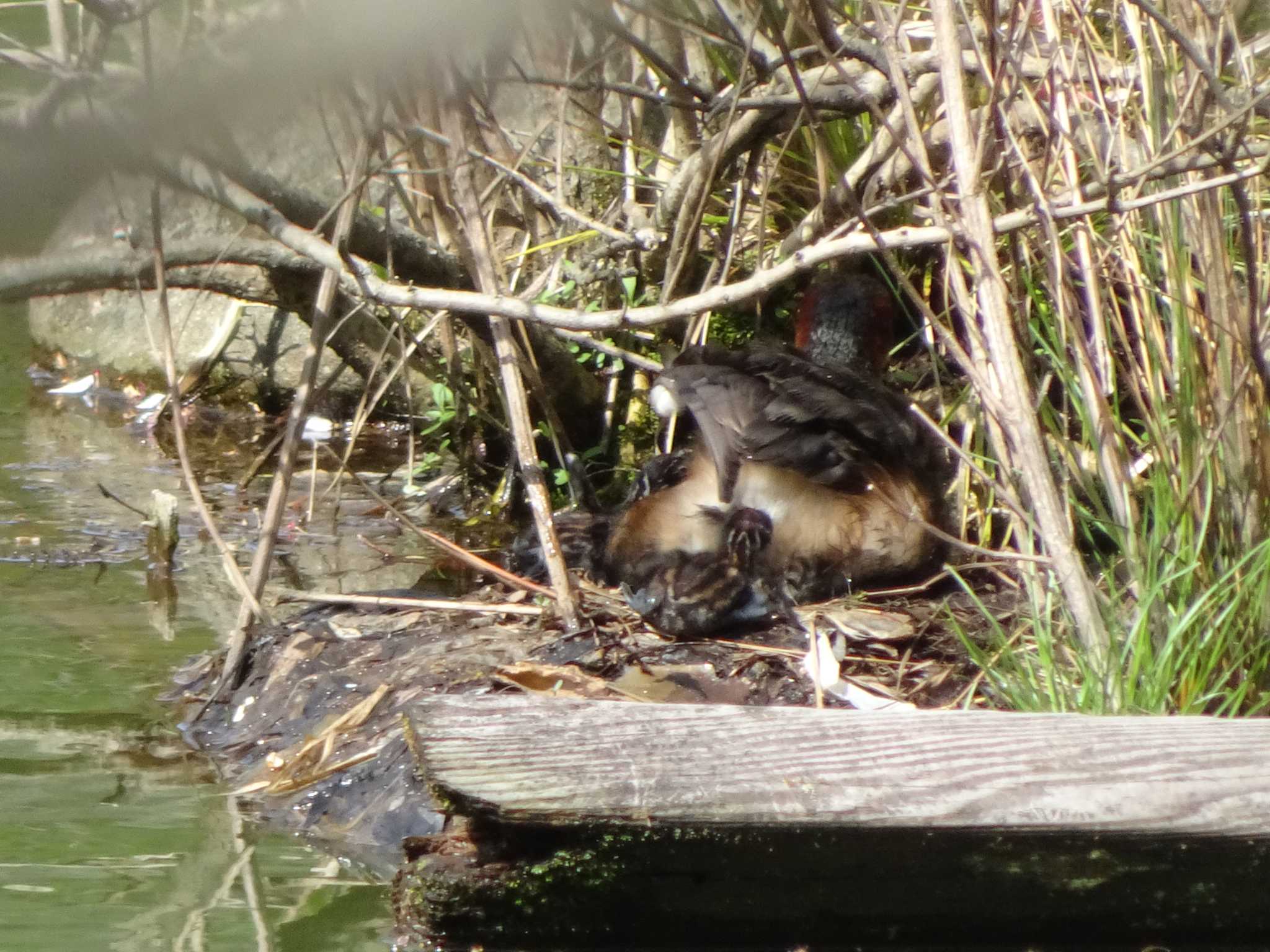 Little Grebe