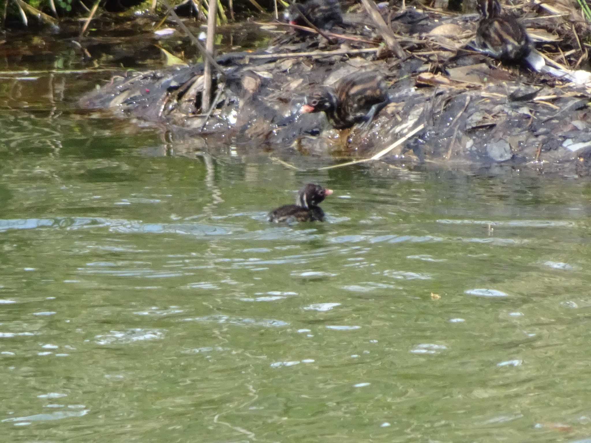 Little Grebe