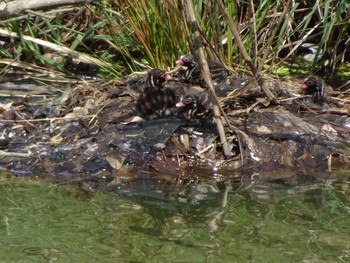 Sun, 4/4/2021 Birding report at Machida Yakushiike Park