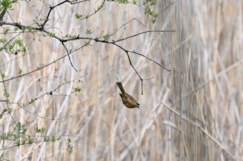 ホオジロ 守谷野鳥のみち 2021年4月4日(日)