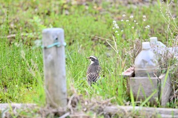 ツグミ 守谷野鳥のみち 2021年4月4日(日)