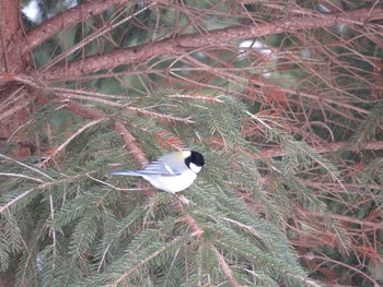 Japanese Tit キトウシ森林公園 Mon, 2/13/2017