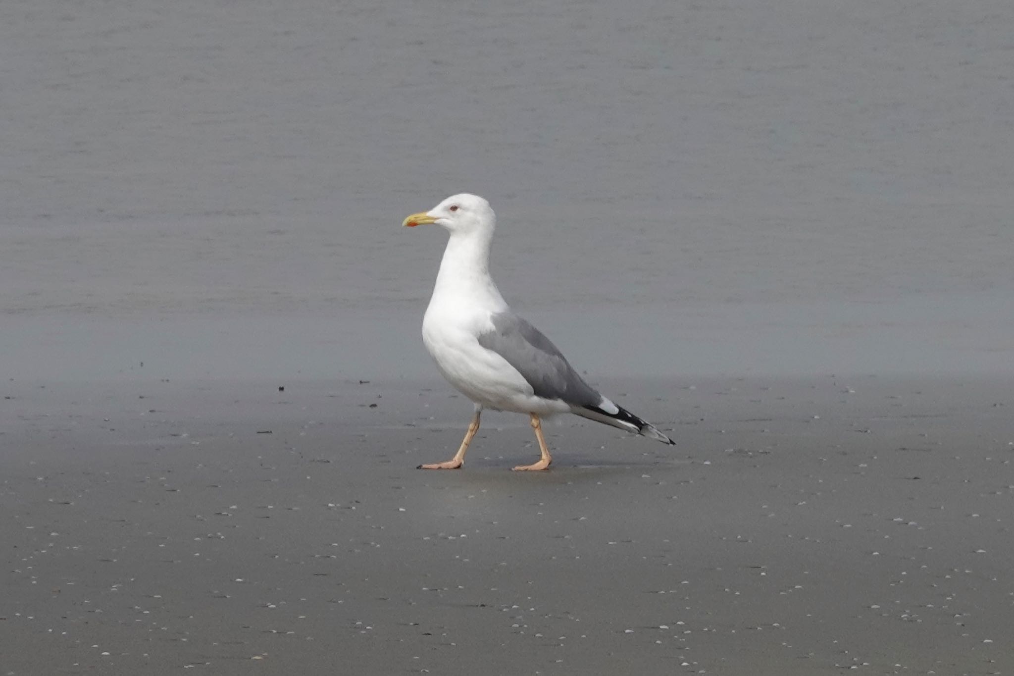 Photo of タイミルセグロカモメ at 千葉県銚子市 by のどか