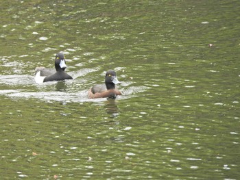 Tufted Duck Shakujii Park Sun, 4/4/2021