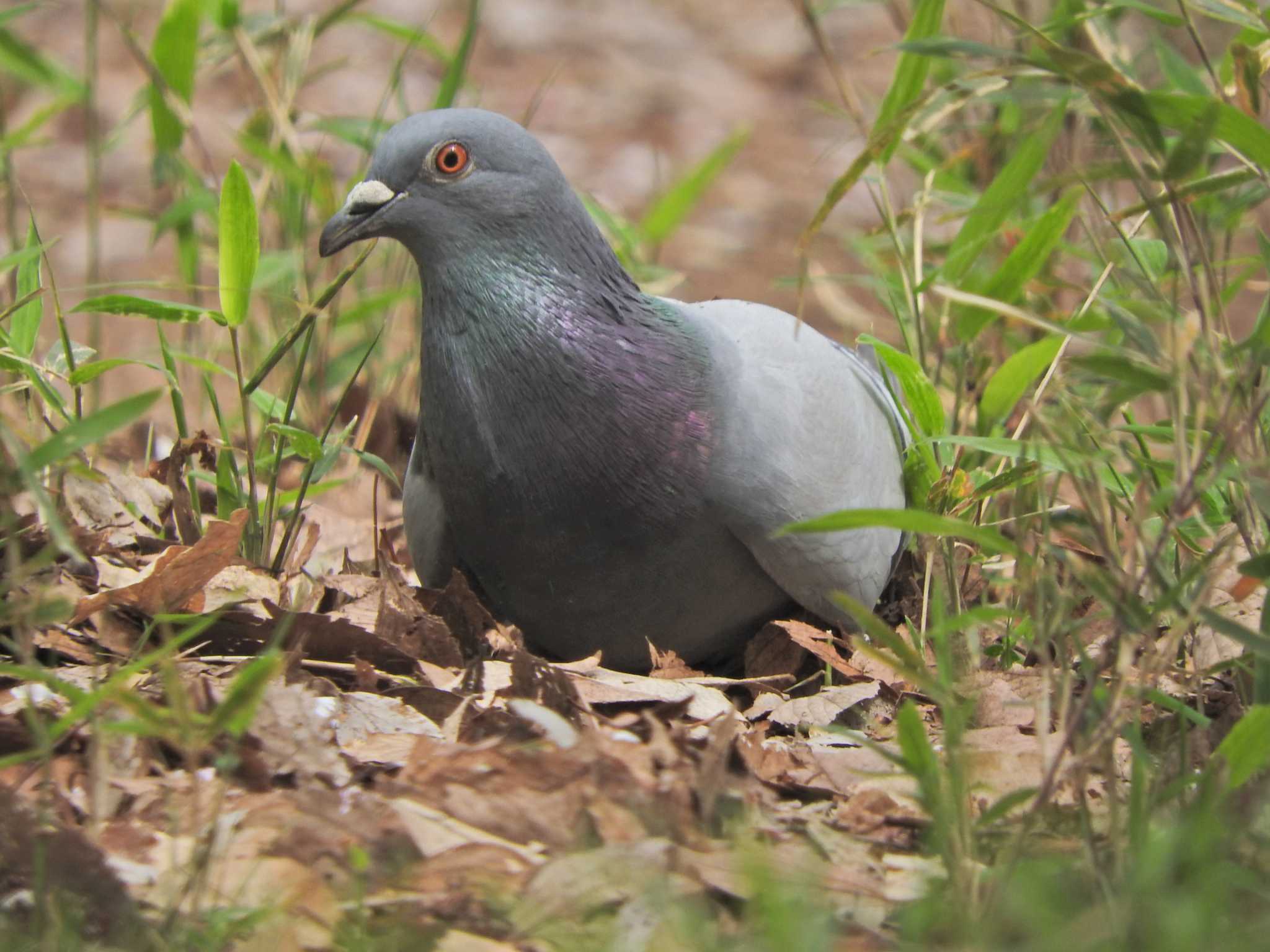 Photo of Rock Dove at Shakujii Park by chiba