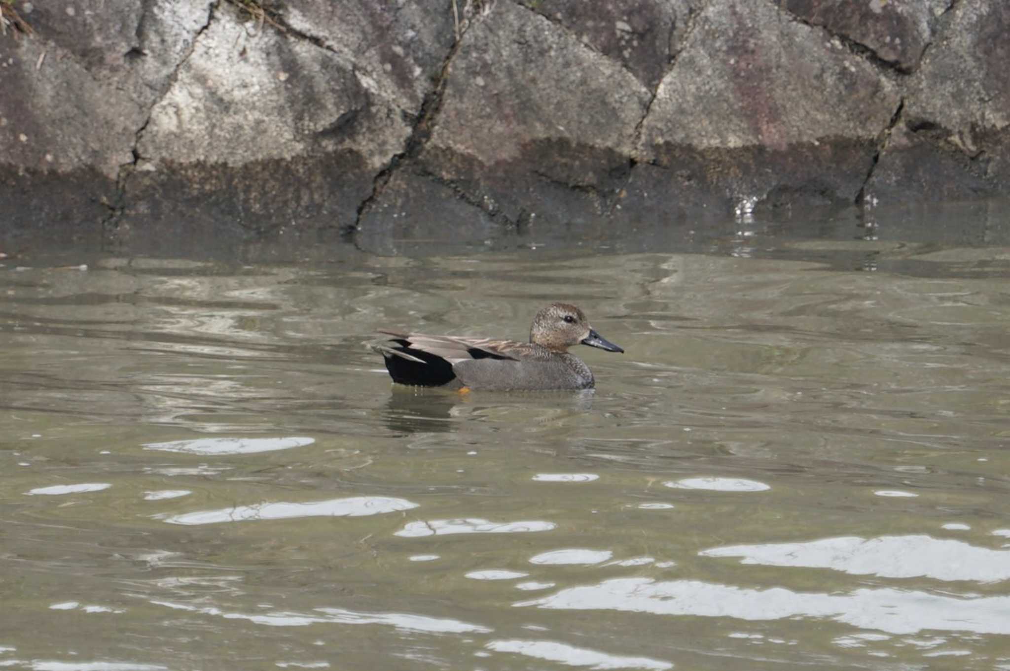 西の湖（滋賀県） オカヨシガモの写真 by マル