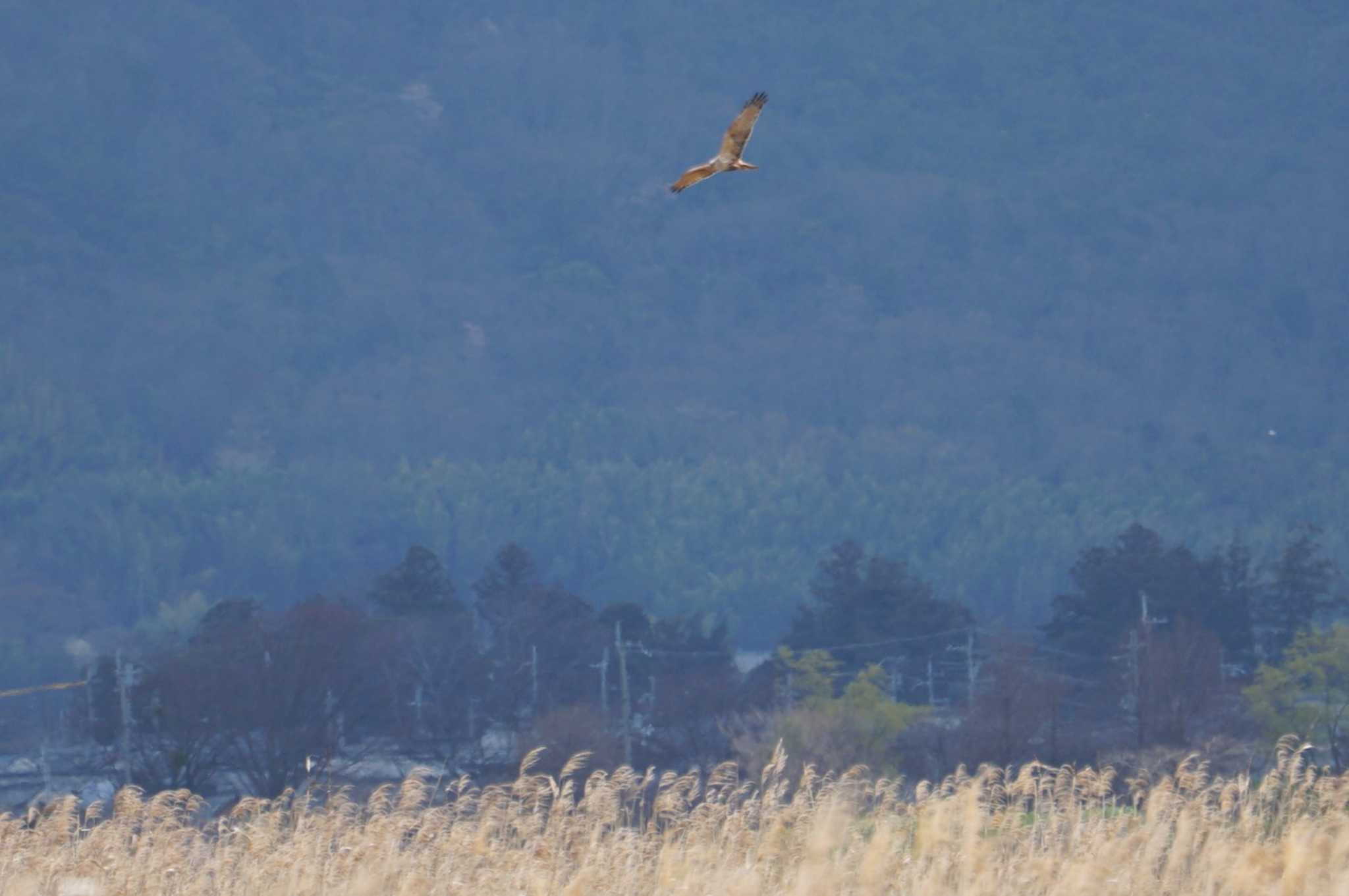 西の湖（滋賀県） チュウヒの写真 by マル