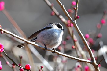 エナガ 大池公園 2017年2月11日(土)