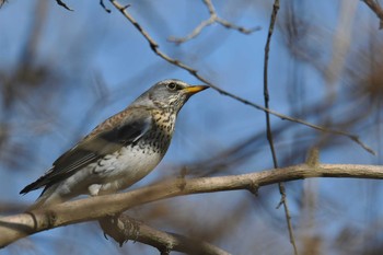 2021年2月11日(木) 栃木県の野鳥観察記録