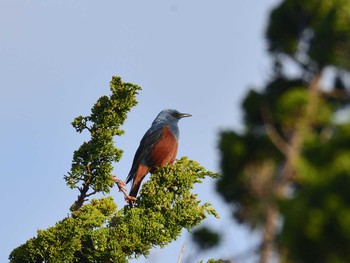 2021年4月4日(日) 静岡県下田市須崎の野鳥観察記録