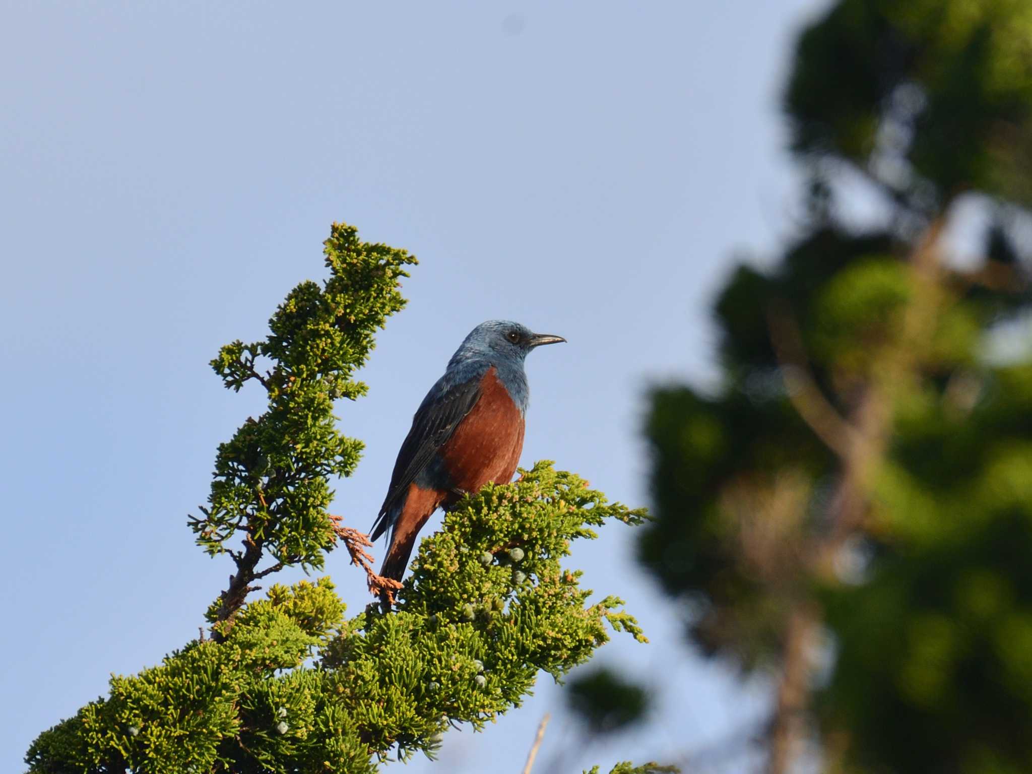 Blue Rock Thrush