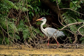 2021年4月4日(日) 明治神宮の野鳥観察記録