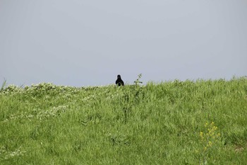 未同定 新横浜公園 2021年4月4日(日)