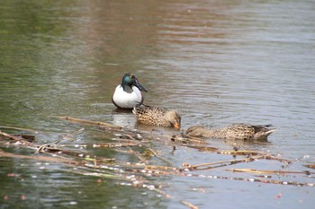 ハシビロガモ 新横浜公園 2021年4月4日(日)