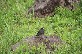 ムクドリ 新横浜公園 2021年4月4日(日)