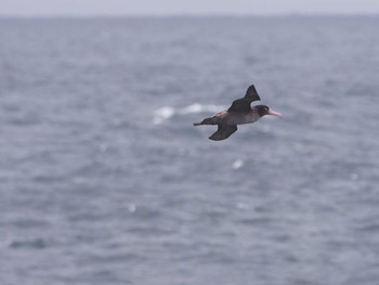 2021年4月3日(土) 八丈島航路の野鳥観察記録
