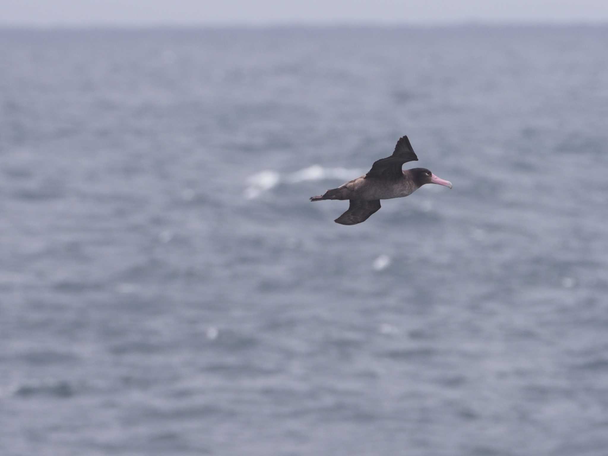 八丈島航路 アホウドリの写真 by ふなきち