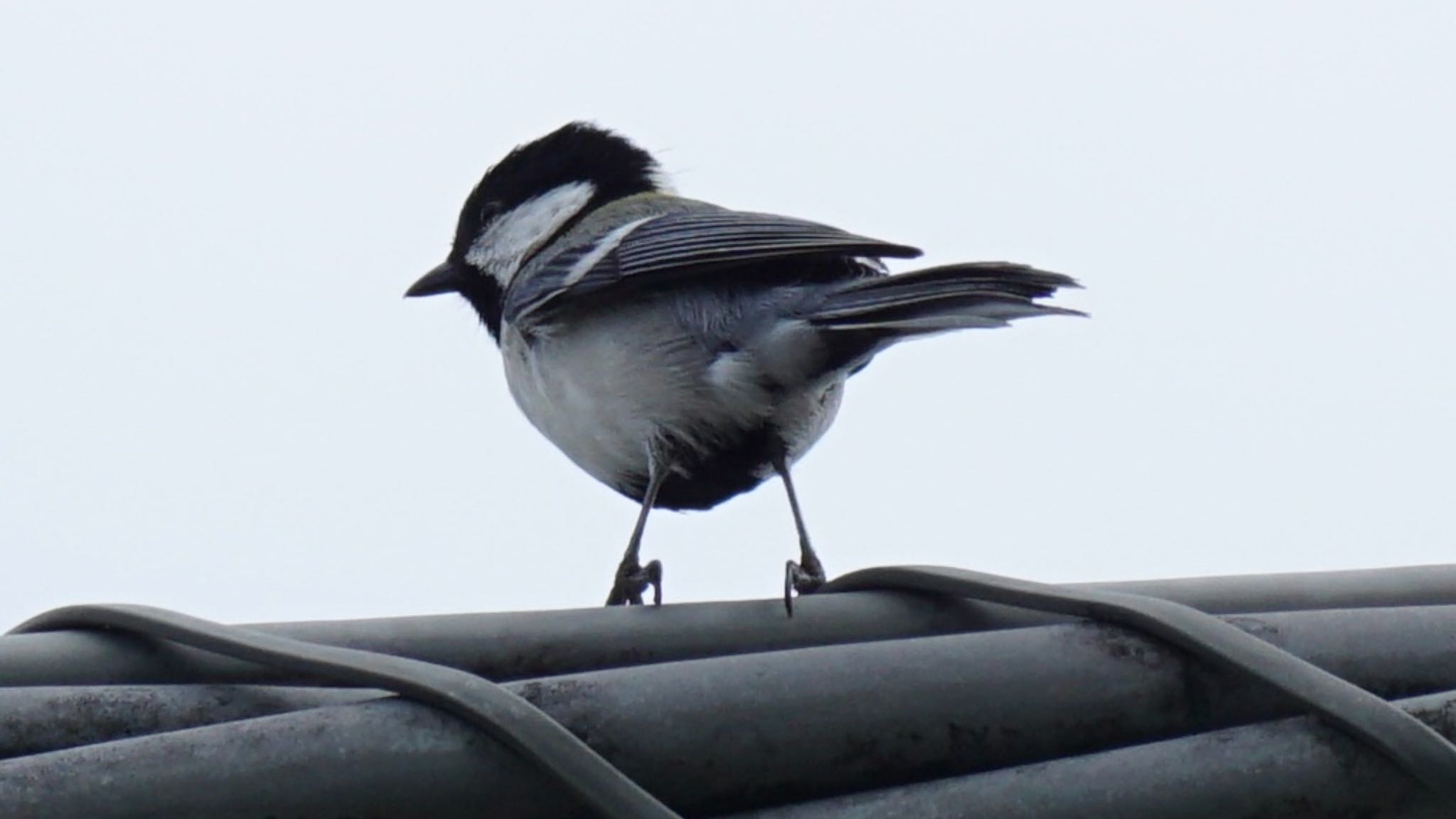 シジュウカラ