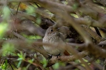 ジョウビタキ 明治神宮 2021年4月4日(日)