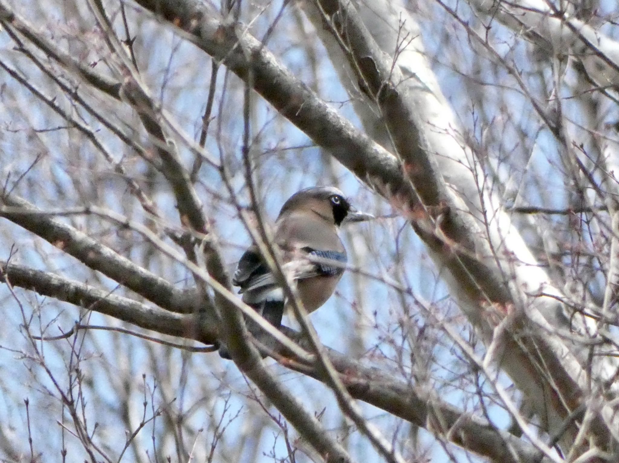 Photo of Eurasian Jay at 塩嶺御野立公園 by shu118