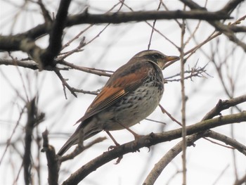 Dusky Thrush 稲永公園 Sun, 4/4/2021