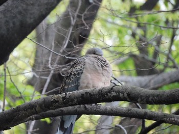 Oriental Turtle Dove 稲永公園 Sun, 4/4/2021