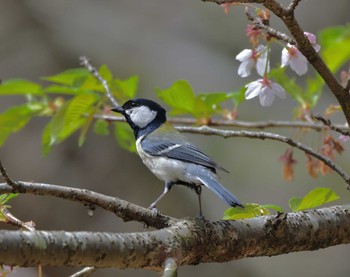 シジュウカラ 手賀沼 2021年4月3日(土)