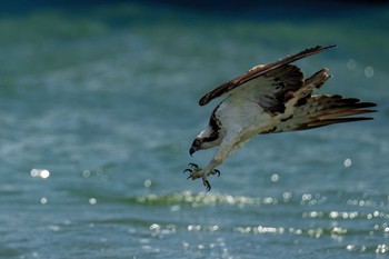 Osprey 福岡県 芦屋町 Sat, 4/3/2021