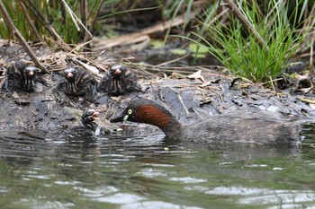 2021年4月4日(日) 薬師池公園の野鳥観察記録