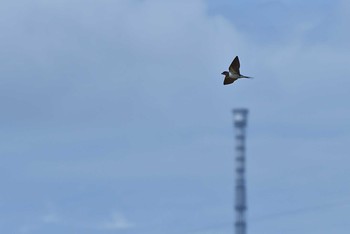 Barn Swallow 荒川（江戸川区） Sun, 4/4/2021