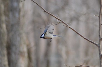 2020年12月12日(土) 千歳市の野鳥観察記録