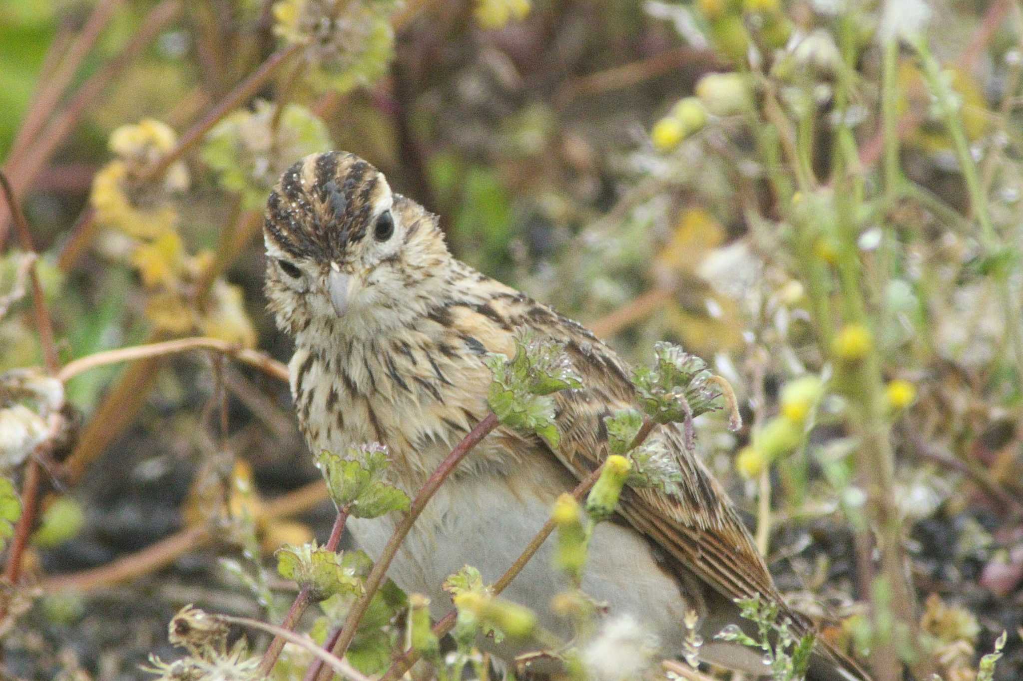 Eurasian Skylark