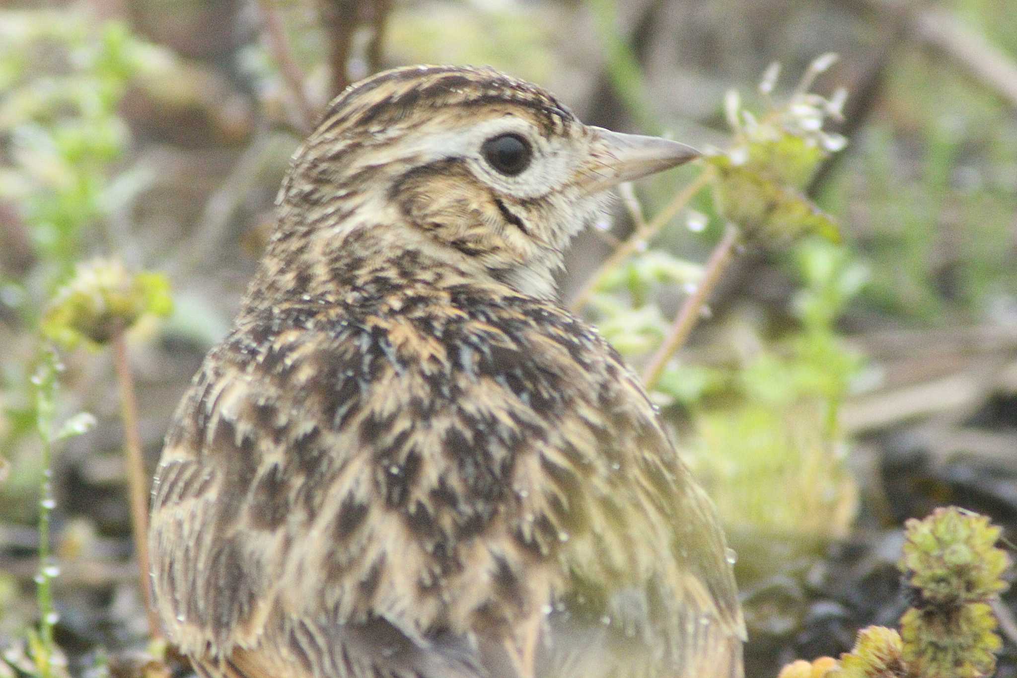 Eurasian Skylark