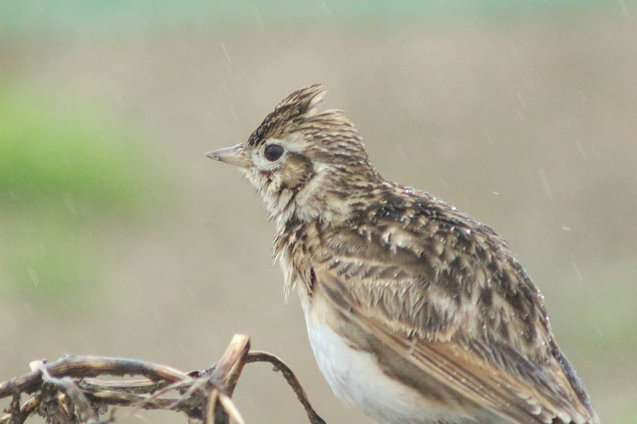 Eurasian Skylark